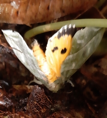 Eudocima hypermnestra