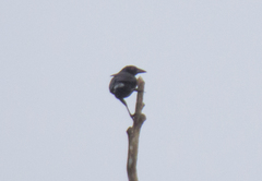 Molothrus oryzivorus