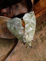 Eudocima hypermnestra