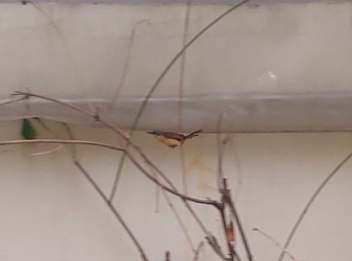 Ashy Prinia (Prinia socialis), photo 5