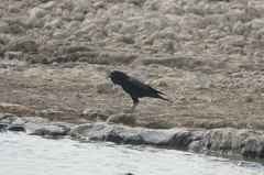 Corvus capensis