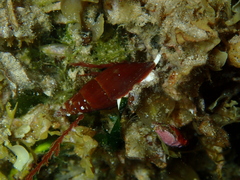 Isara carbonaria