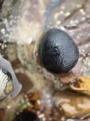 Nerita atramentosa
