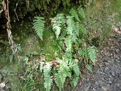 Cranfillia deltoides