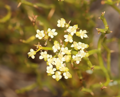 Platysace ramosissima