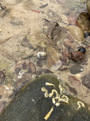 Austrocochlea constricta