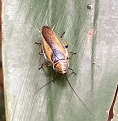 Pseudophyllodromiinae