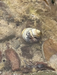 Austrocochlea constricta