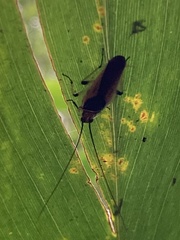 Pseudophyllodromiinae