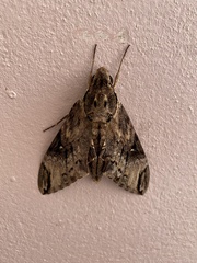 Psilogramma menephron