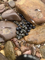 Nerita atramentosa