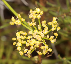 Platysace ramosissima