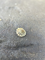 Bembicium