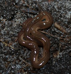 Caenoplana