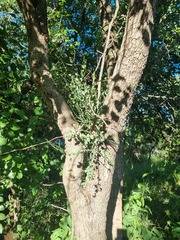Viscum rotundifolium
