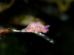 Polycera janjukia