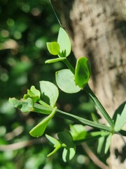 Viscum rotundifolium