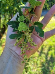 Searsia pyroides pyroides