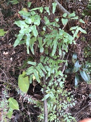 Lygodium microphyllum