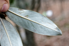 Phyllocnistis magnoliella
