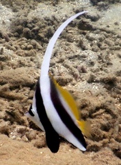 Heniochus acuminatus
