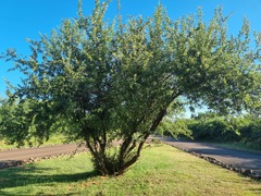 Searsia pyroides pyroides