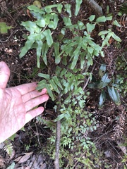 Lygodium microphyllum