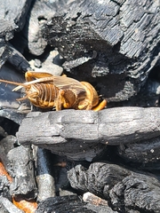 Gryllotalpa australis