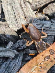 Gryllotalpa australis
