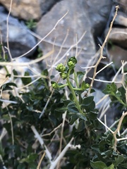 Amphipappus fremontii