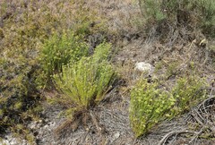 Platysace ramosissima