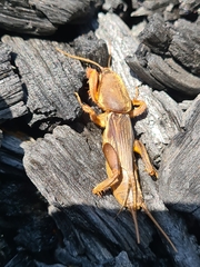 Gryllotalpa australis