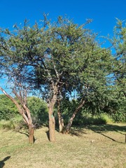 Vachellia robusta robusta