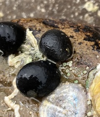 Nerita atramentosa