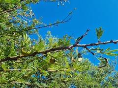 Vachellia robusta robusta
