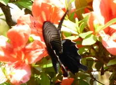 Papilio demetrius