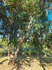 Combretum erythrophyllum