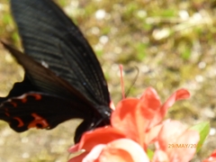 Papilio demetrius