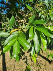 Combretum erythrophyllum