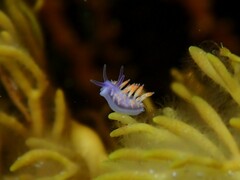 Flabellina