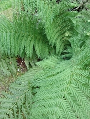 Leptopteris hymenophylloides