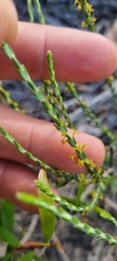 Struthiola parviflora