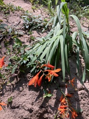 Crocosmia × crocosmiiflora