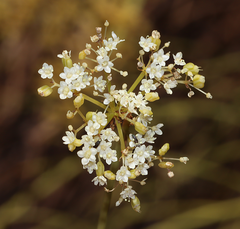 Platysace juncea