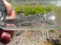 Trimerotropis verruculata