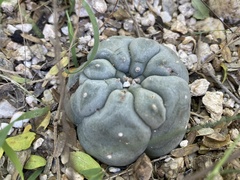 Lophophora