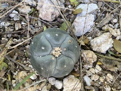 Lophophora