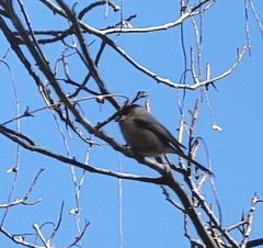 Aegithalos glaucogularis