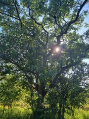 Sclerocarya birrea caffra