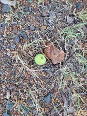 Sclerocarya birrea caffra